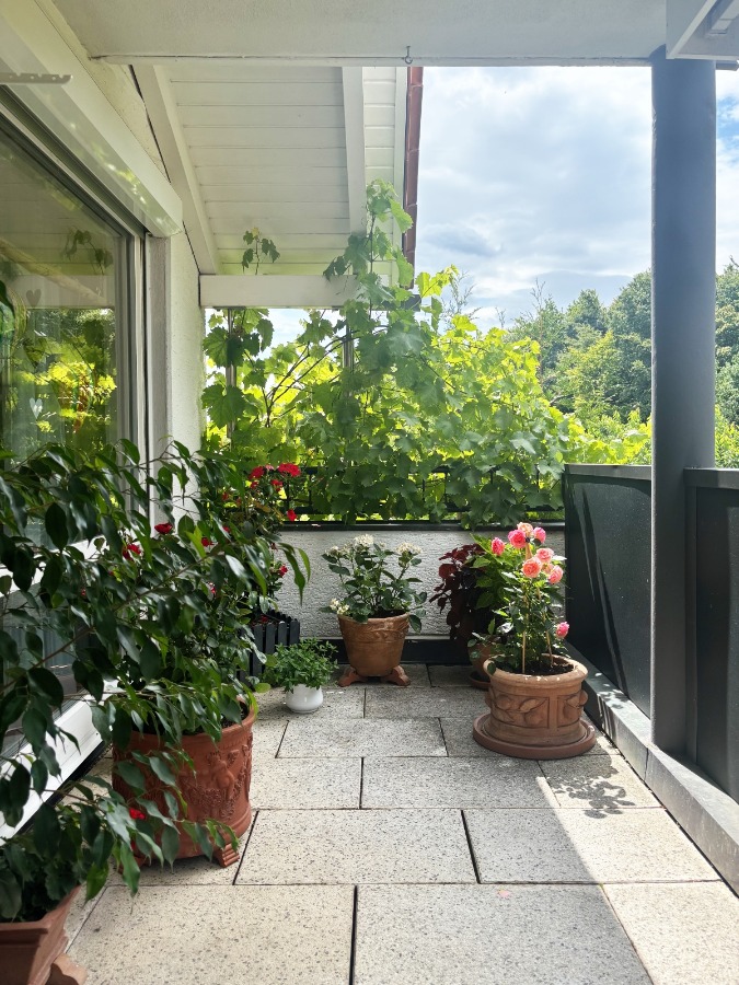Weinreben als Sichtschutz Maisonettewohnung Filderstadt